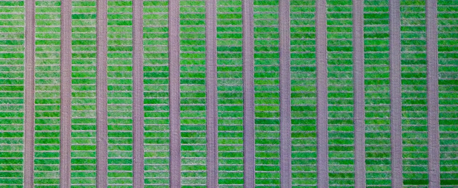 grünes Feld mit einzelnen Arealen, Luftbild