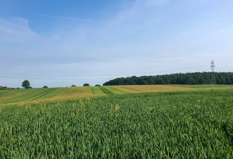 Getreidefelder vor blauem Himmel