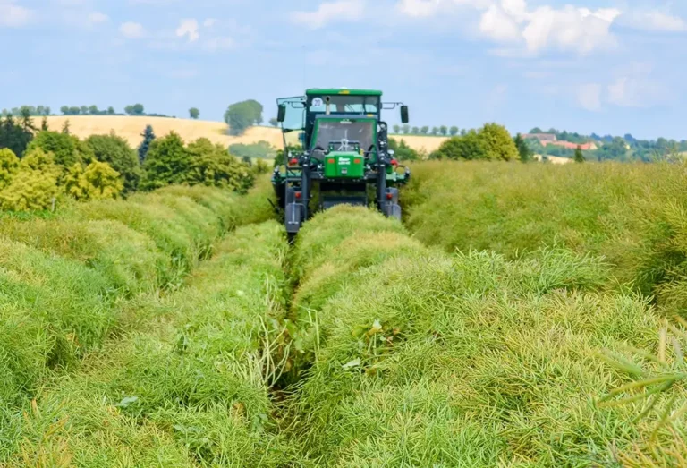 ZÜRN 550 scheitelt Raps auf dem grünen Feld